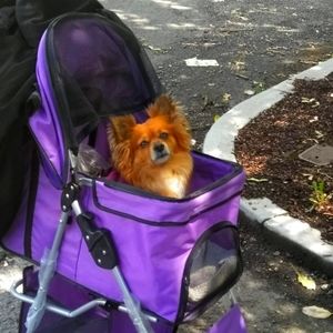 DOG OR CAT STROLLER